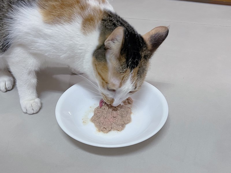 試用